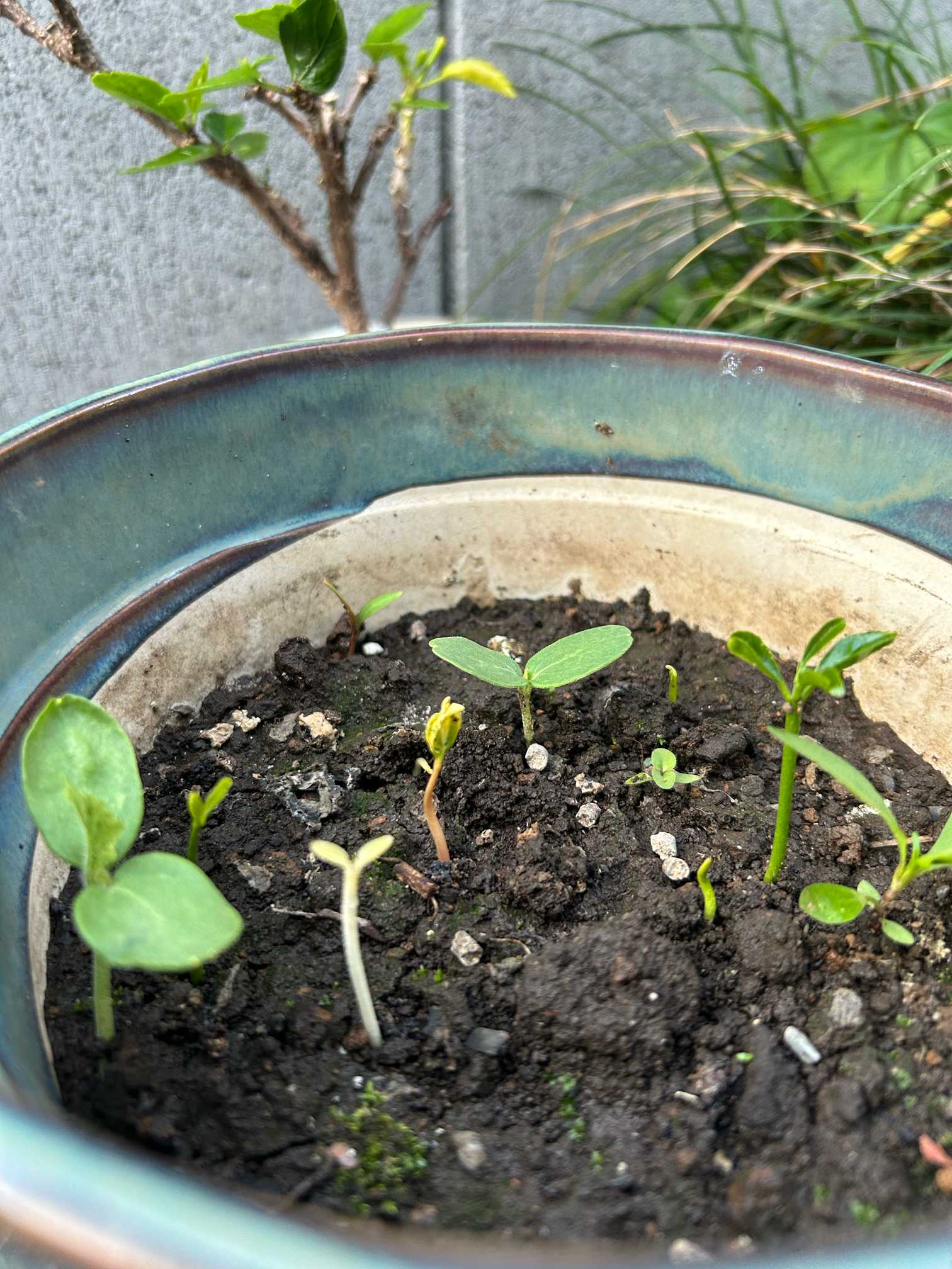 雨が降った後の植木鉢｜🍀GreenSnap（グリーンスナップ）