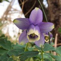 ミヤマオダマキ,西洋オダマキ,オダマキ ブラックバロー,実家の庭,今日のお花の画像