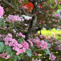 フジ,フジ,サンザシ,サンザシ,大宮盆栽祭りの画像