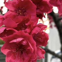 ハナニラ,ハナミズキ,ハナモモ,花かんざし,ハナカイドウの画像