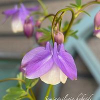 オダマキ,風鈴おだまき,いつもありがとう♡,花のある暮らし,GSのみなさんに感謝♡の画像