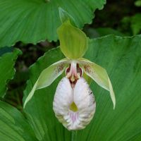 クマガイソウ,多年草,草本,自生地,在来種の画像