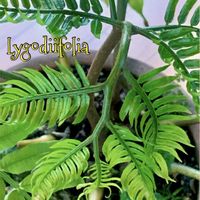 リュウビンタイ,観葉植物,シダ植物,iPhone撮影,スマホ撮影の画像