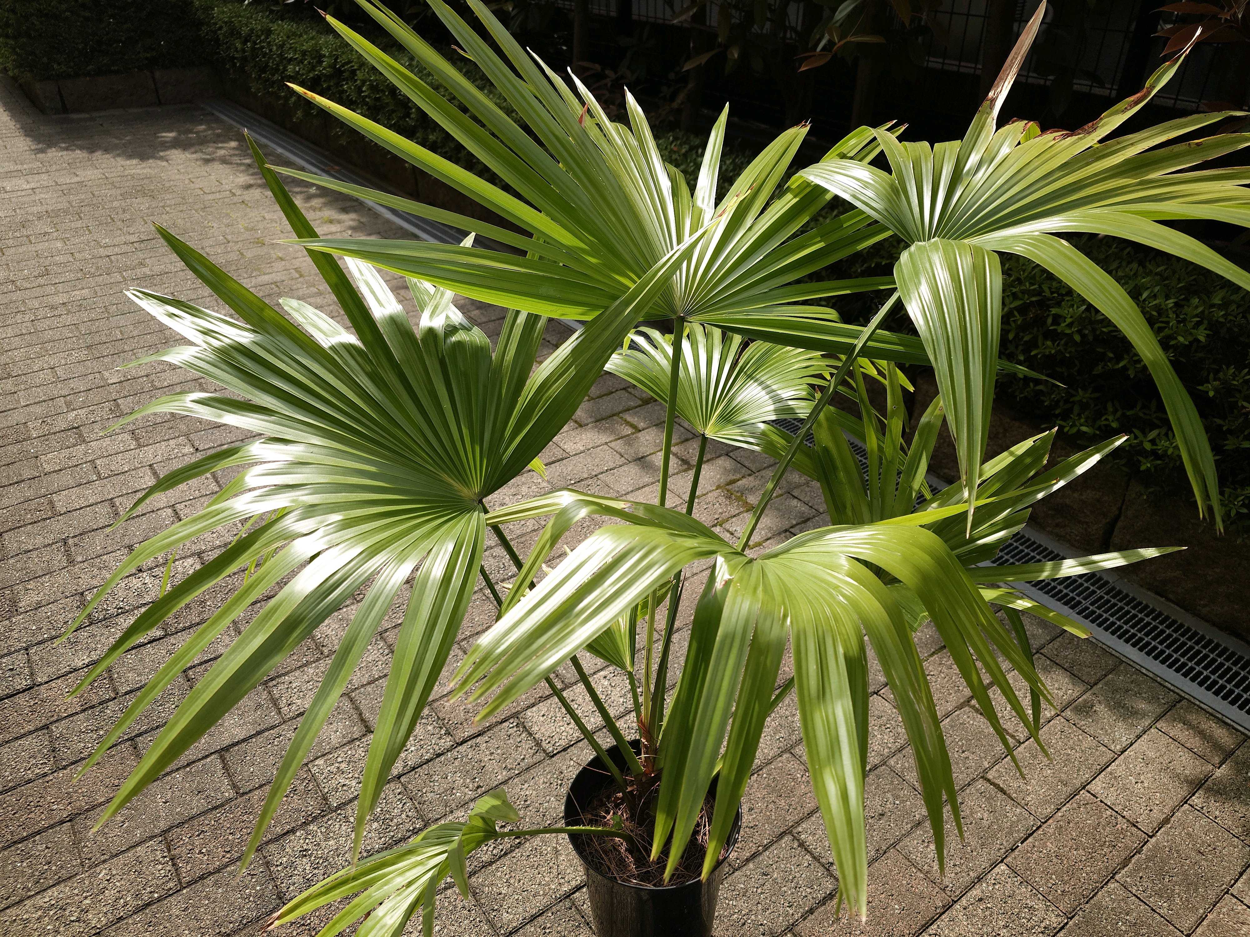 ビロウヤシ。クバ8号大 ビロウヤシ。クバ8号大