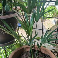 シュロチクの画像