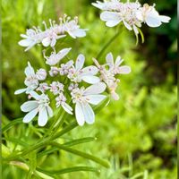 アメリカフウロ,パクチー,ハーブ,花壇,山野草の画像