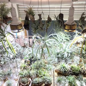 観葉植物,流木,チランジア属,癒し,かわいいな♡の画像
