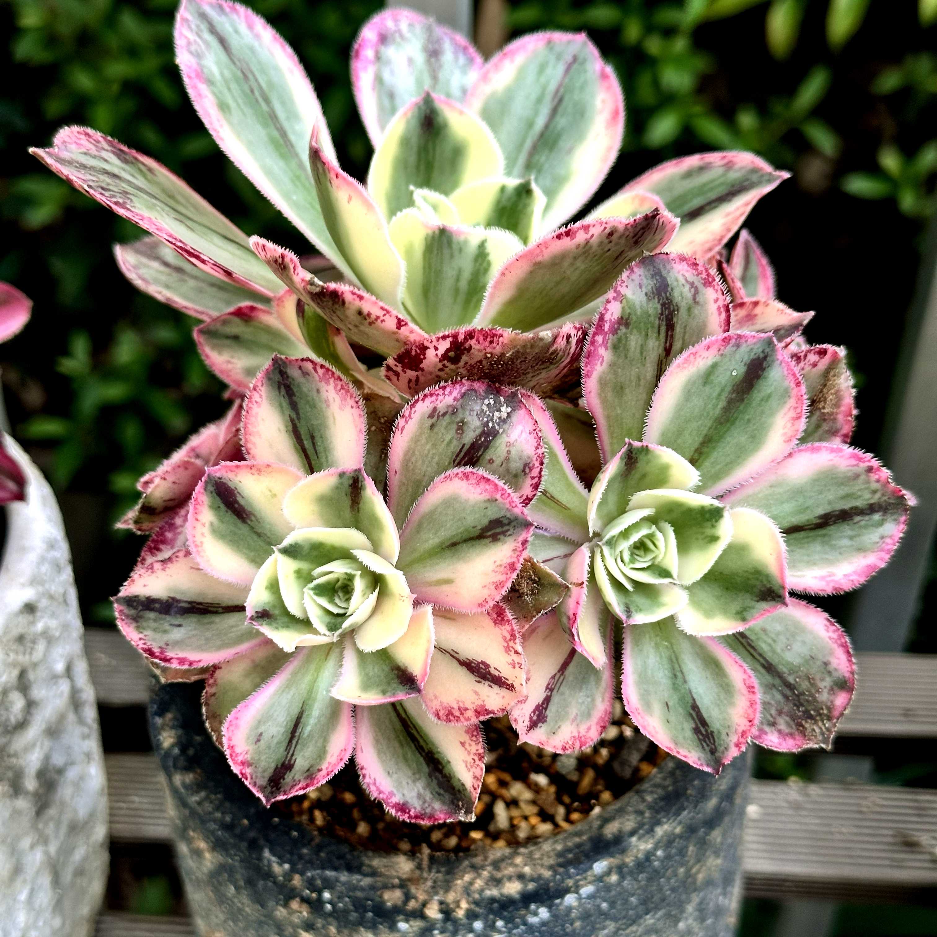 多肉植物ア工オニウム錦❤️ロスコフ錦❤️青花磁❤️状態図 多肉植物ア工オニウム錦❤️ロスコフ錦❤️青花磁❤️状態図