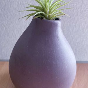 チランジア,エアプランツ,一輪挿し,iPhone撮影,asingleflowervaseの画像