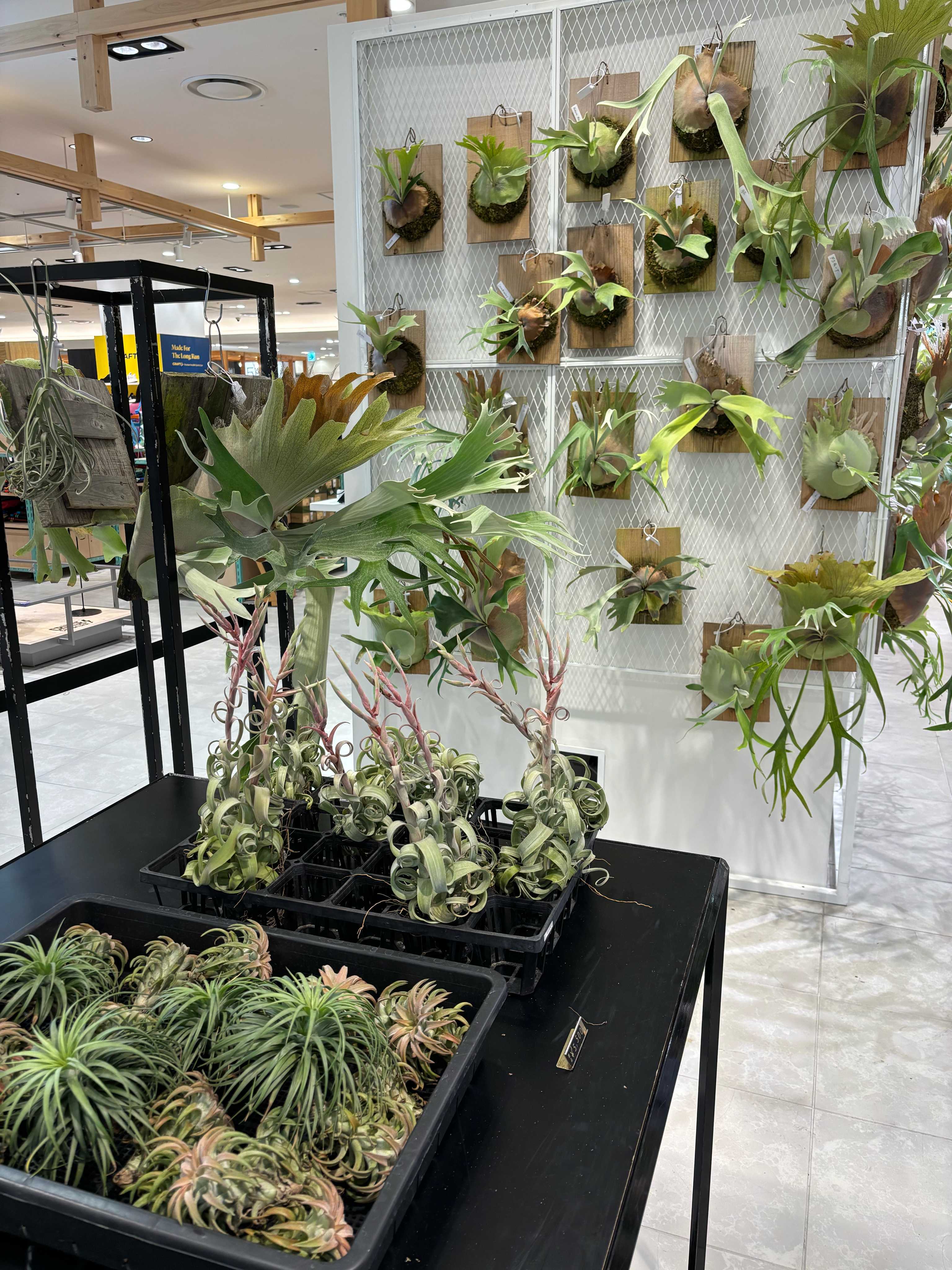 休日限定 植物販売】兵庫県宝塚市㈱陽春園植物場ネット通販