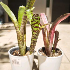 ビルベルギア, ネオレゲリア,タンク ブロメリア,多肉植物,観葉植物の画像