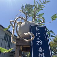 トキワシノブ,トキワシノブ,トキワシノブ,トキワシノブ,センペルビウム レグニの画像