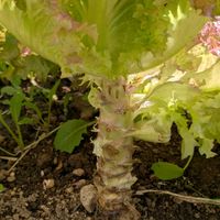 ほうれん草,サニーレタス,葉物野菜,身包み剥がされたサニーレタス,家庭菜園25春夏の画像
