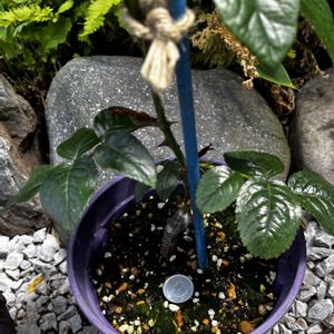 バラ 禅,接ぎ木,ばら バラ 薔薇の画像
