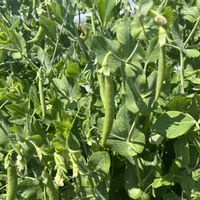 スナップエンドウ,春野菜,家庭菜園の画像