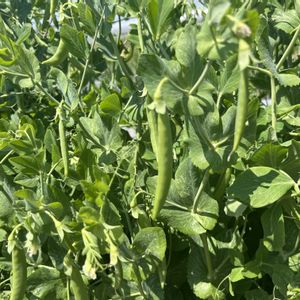 スナップエンドウ,春野菜,家庭菜園の画像