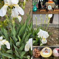 ジャーマンアイリス,ジャーマンアイリス(紫),ジャーマンアイリス(白),近所の公園,スターウォーズの画像