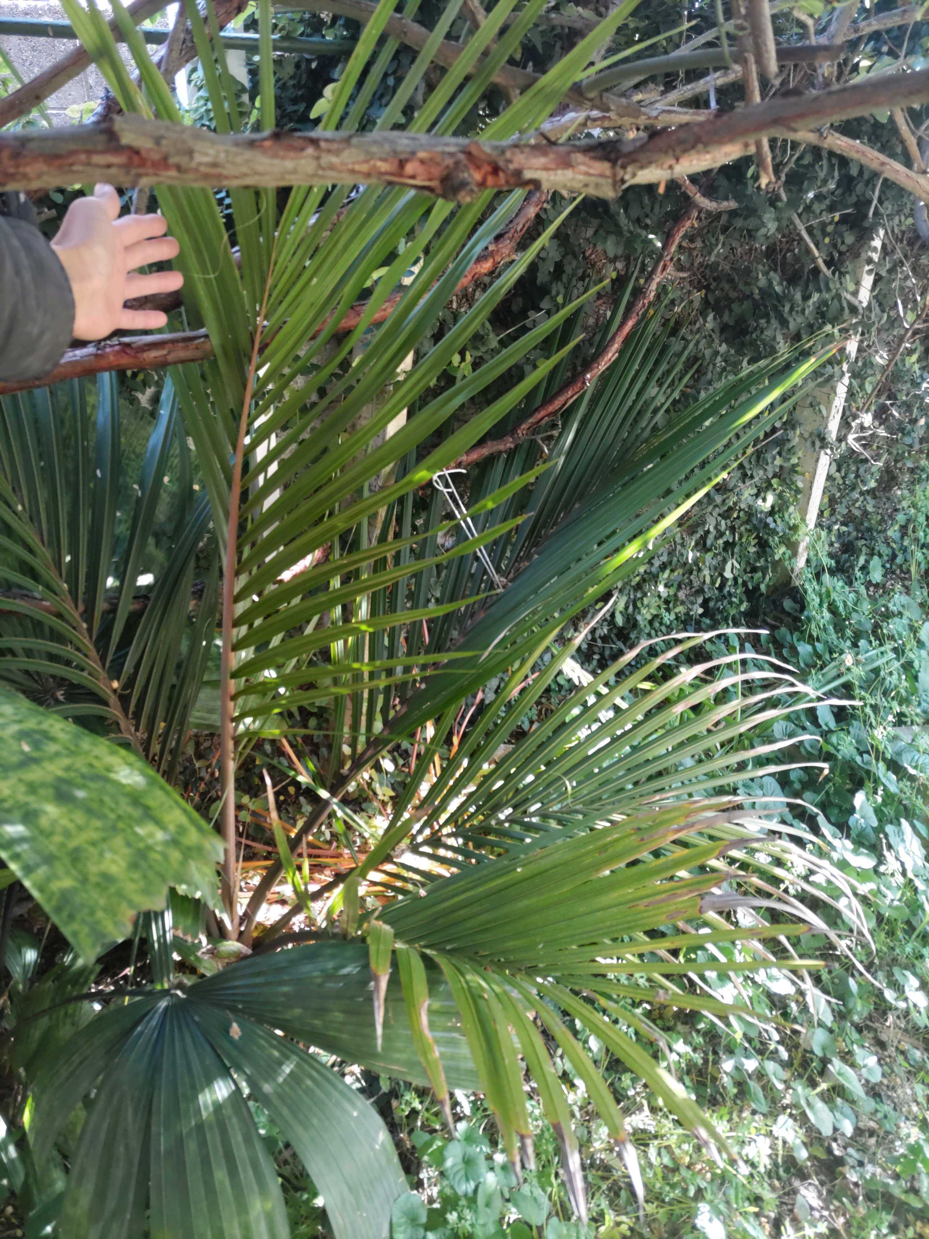 ニカウヤシの一覧｜🍀GreenSnap（グリーンスナップ）