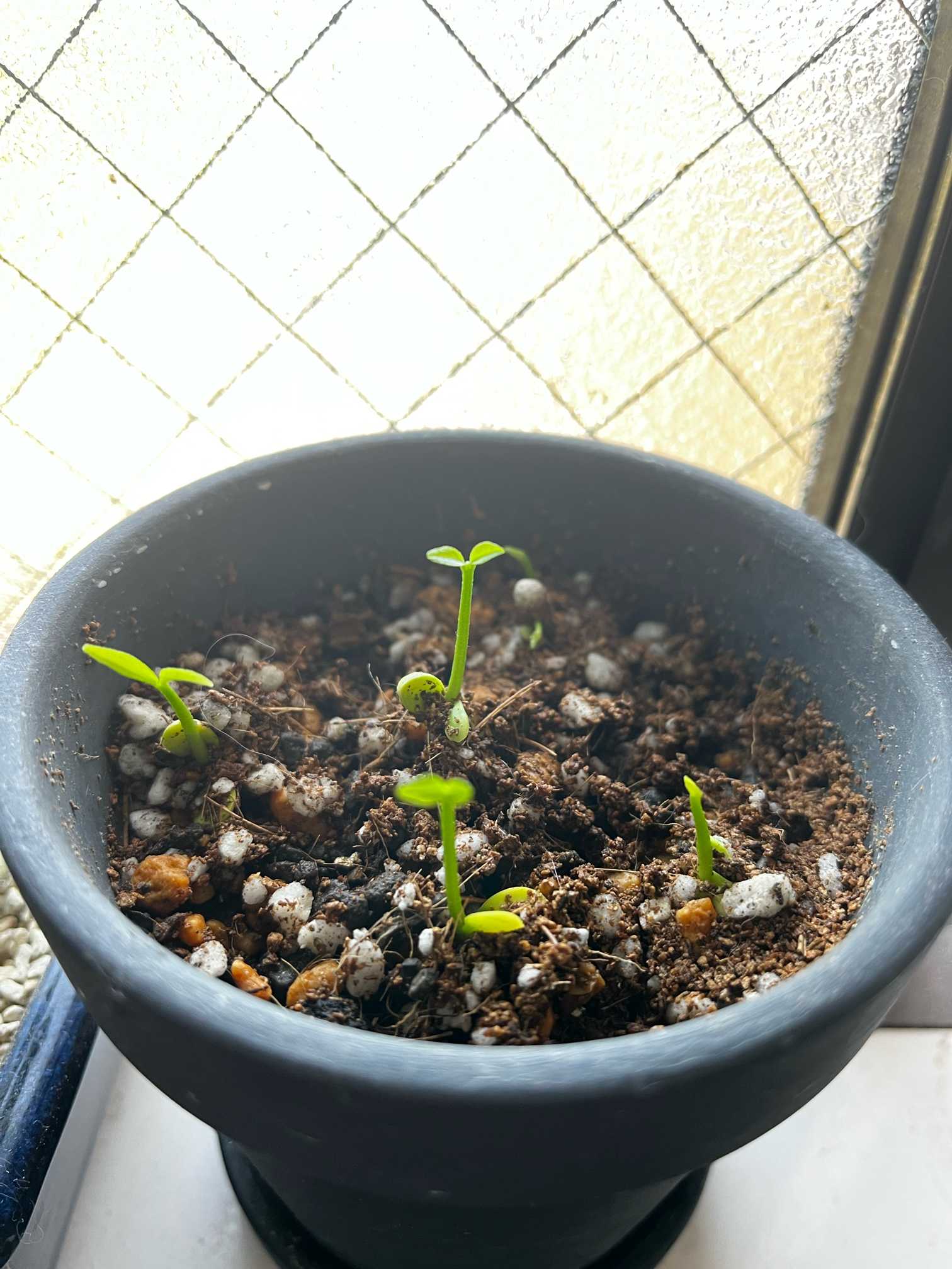 すっぱいレモン様　　5苗 1746345235221_554931_photo.jpg