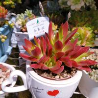 赤鬼城,レモネード,多肉植物いろいろ,アメリカンチェリー,マックスマム・ピンクの画像