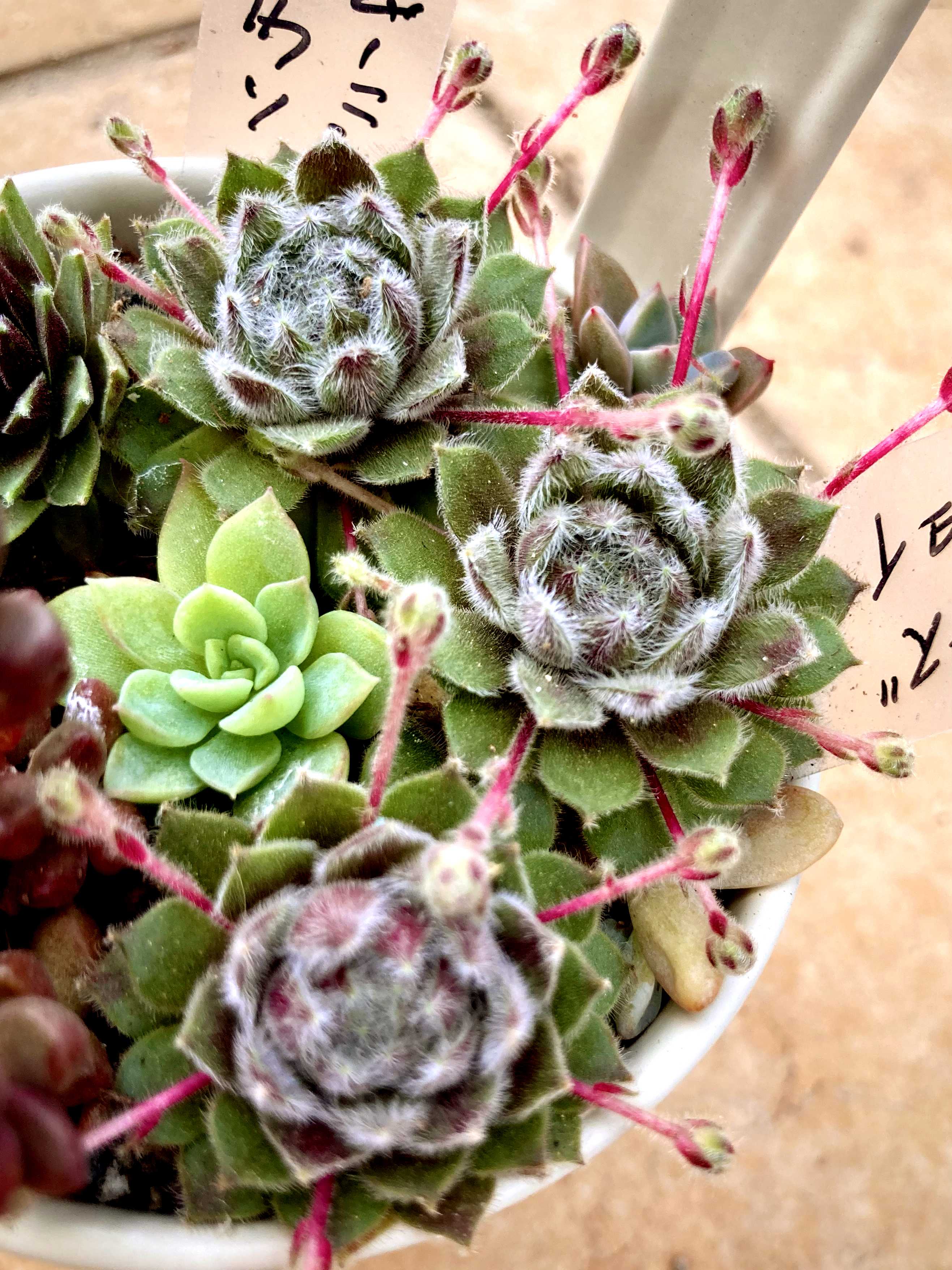 感謝を込めて。センペルビウム15(*´ω`*)Q センペルビウム チップトップの一覧｜🍀GreenSnap（グリーン