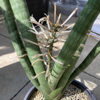 サンスベリア キリンドリカ,サンスベリア属の画像