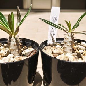 パキポディウム,パキポディウム,パキポディウム カクチペス,多肉植物,観葉植物の画像