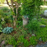 トキワシノブ,シダ植物,ガーデニング,グランドカバー,花のある暮らしの画像