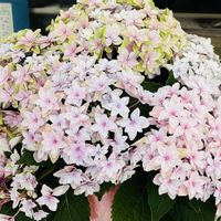 アジサイ,ハイドランジア　ダブルダッチ　エダム,かわいい,母の日,楽しみ〜の画像