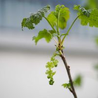 カシス,ホワイトカラント,成長記録,庭の画像