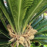 ソテツ,個性的,花のある暮らし,緑のある暮らし,植物のある暮らしの画像