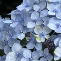 アジサイ,アジサイ,紫陽花,山紫陽花,山あじさいの画像