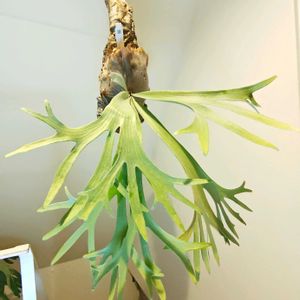 ビカクシダ　ビフルカツムSPホワイト,子株,水苔,新入りさん, ビカクシダの画像