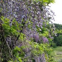 フジ,レンゲソウ,藤の花,かわいい花,可憐なお花の画像
