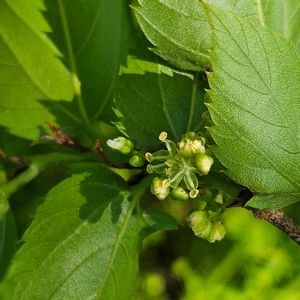 エノキ,エノキ,エノキの雄花,エノキの雌花,エノキ若い実の画像