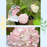 ビバーナム・スノーボール,サンパラソル,ピンクオオデマリ,黒葉紫陽花 エクリプス,紫陽花 エクリプスの画像