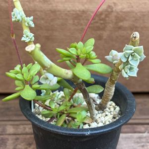 多肉植物,多肉の子株の画像