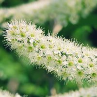 ウワミズザクラ,コシアブラ,ワラビ,小さな花,白い花の画像