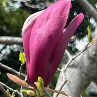 紫木蓮,シモクレン,小さな庭の画像