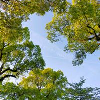 クスノキ,クスノキ,ジョギング中,伊丹市昆陽池公園,樹木見上げ隊の画像