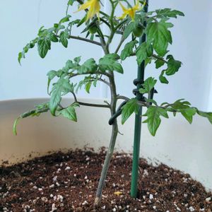 ミニトマト,植え替え,水やり,ベランダ菜園,家庭菜園の画像