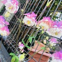 風鈴おだまき,おだまき,おだまき,花のある暮らしの画像