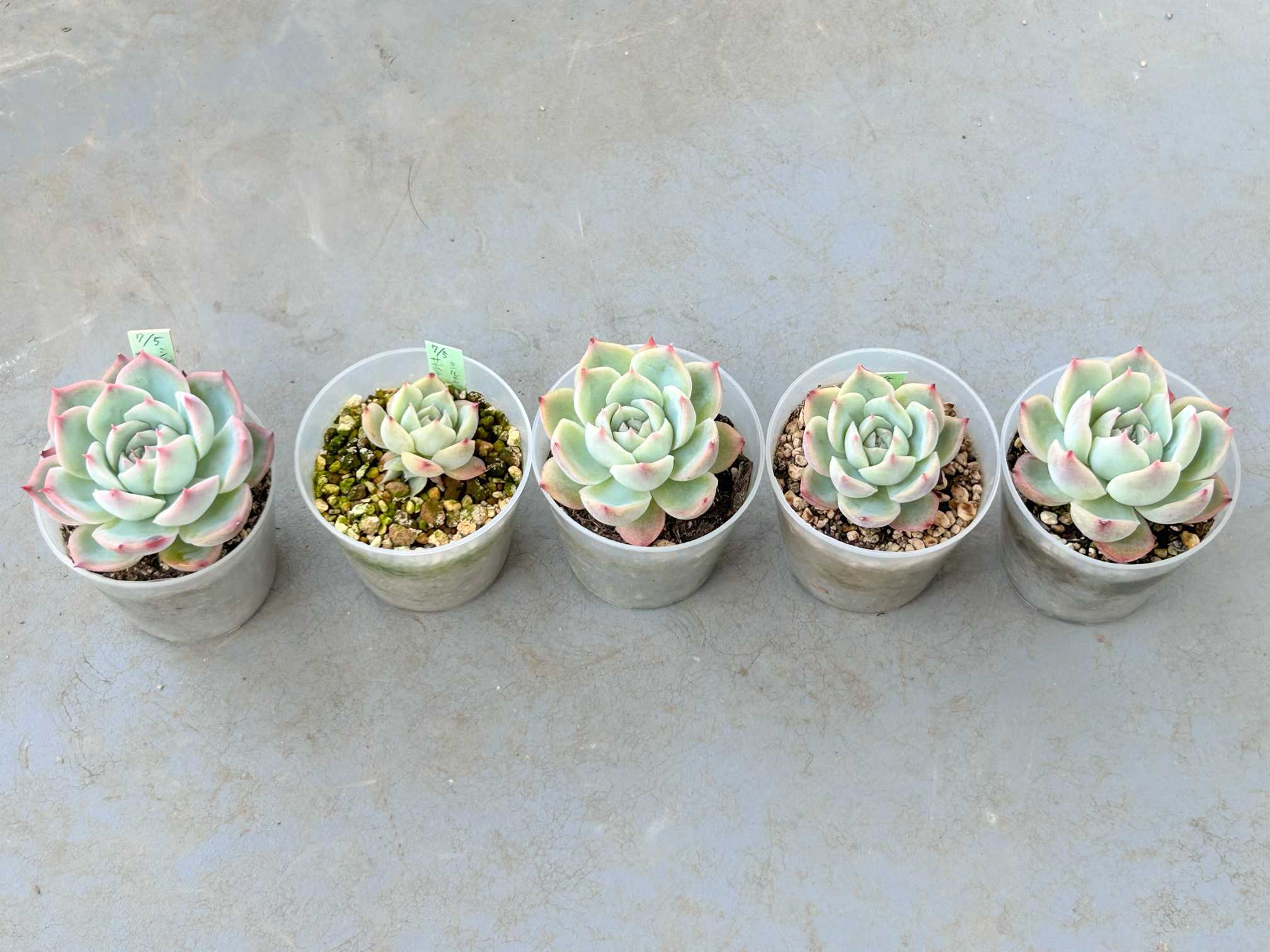 シルエット 葉挿し赤ちゃん 土実験の1年間（2025年7月終了