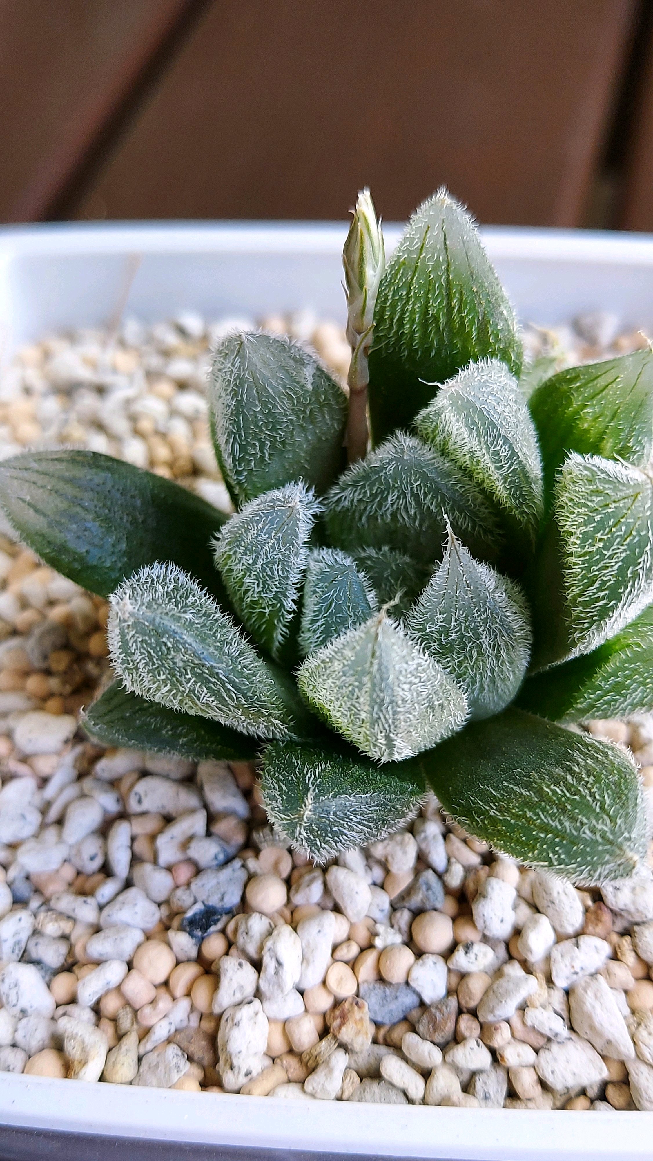 青緑色の多肉植物*4 多肉植物4センチポット 25個セット | watanabe flowergarden