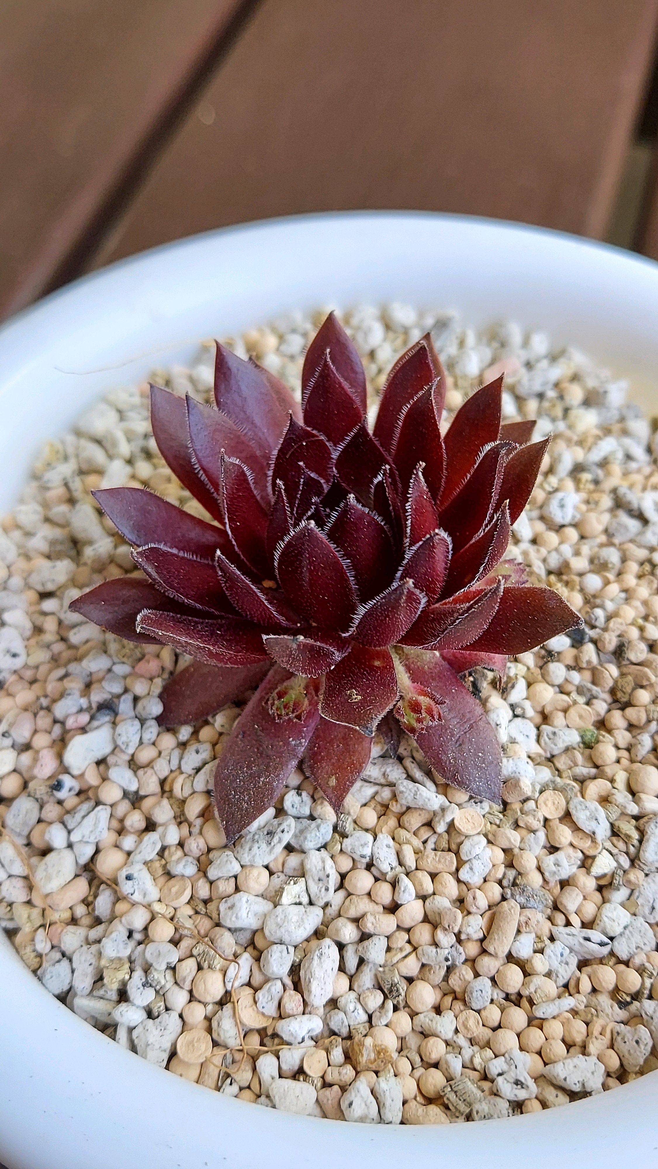 多肉植物 右往左往の記録｜🍀GreenSnap（グリーンスナップ）