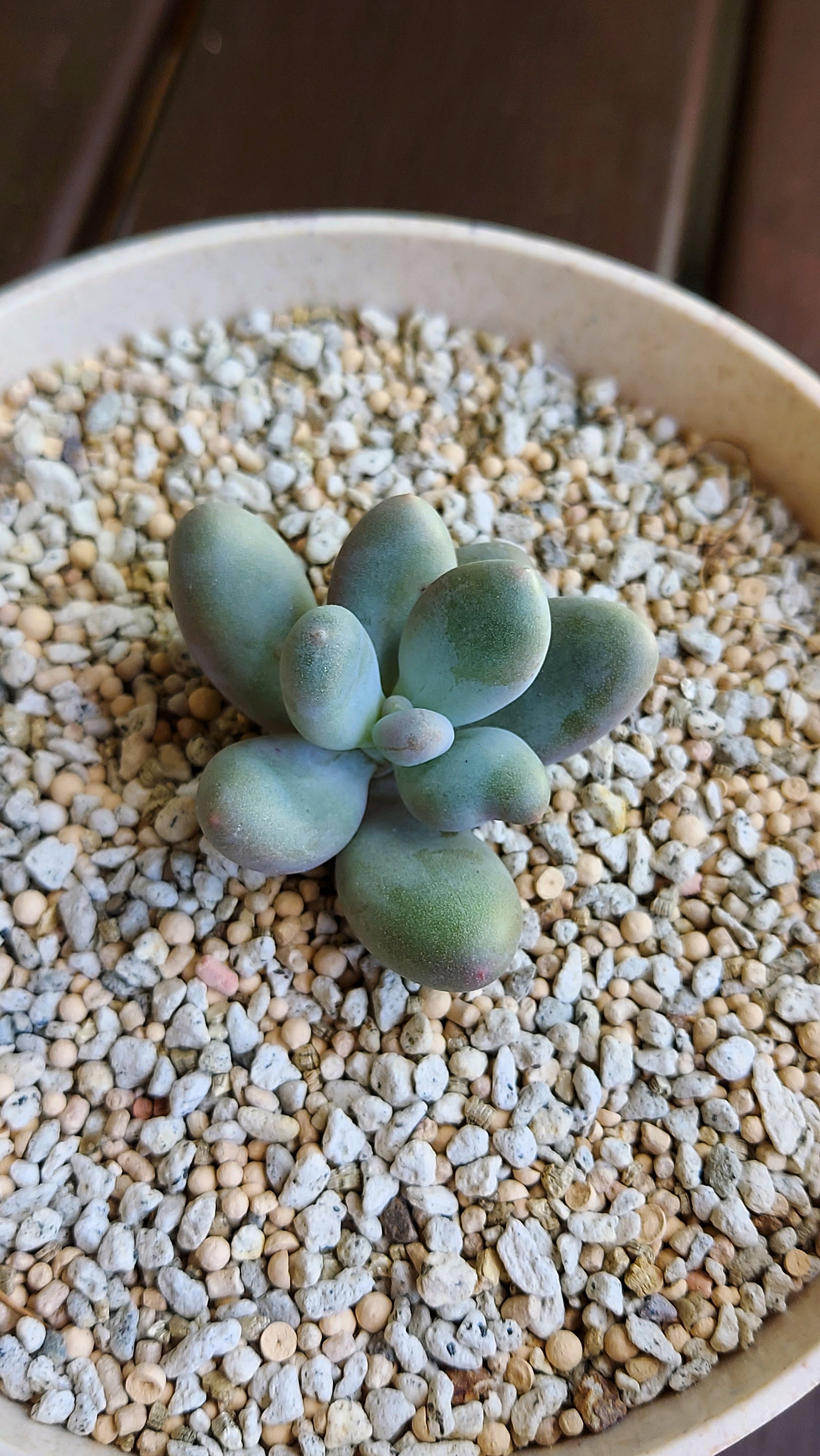 ユーキニア・スピラリス　だんご状態やん ユーリキニア カスタネア スピラリス／Eulychnia castanea f. 'spira