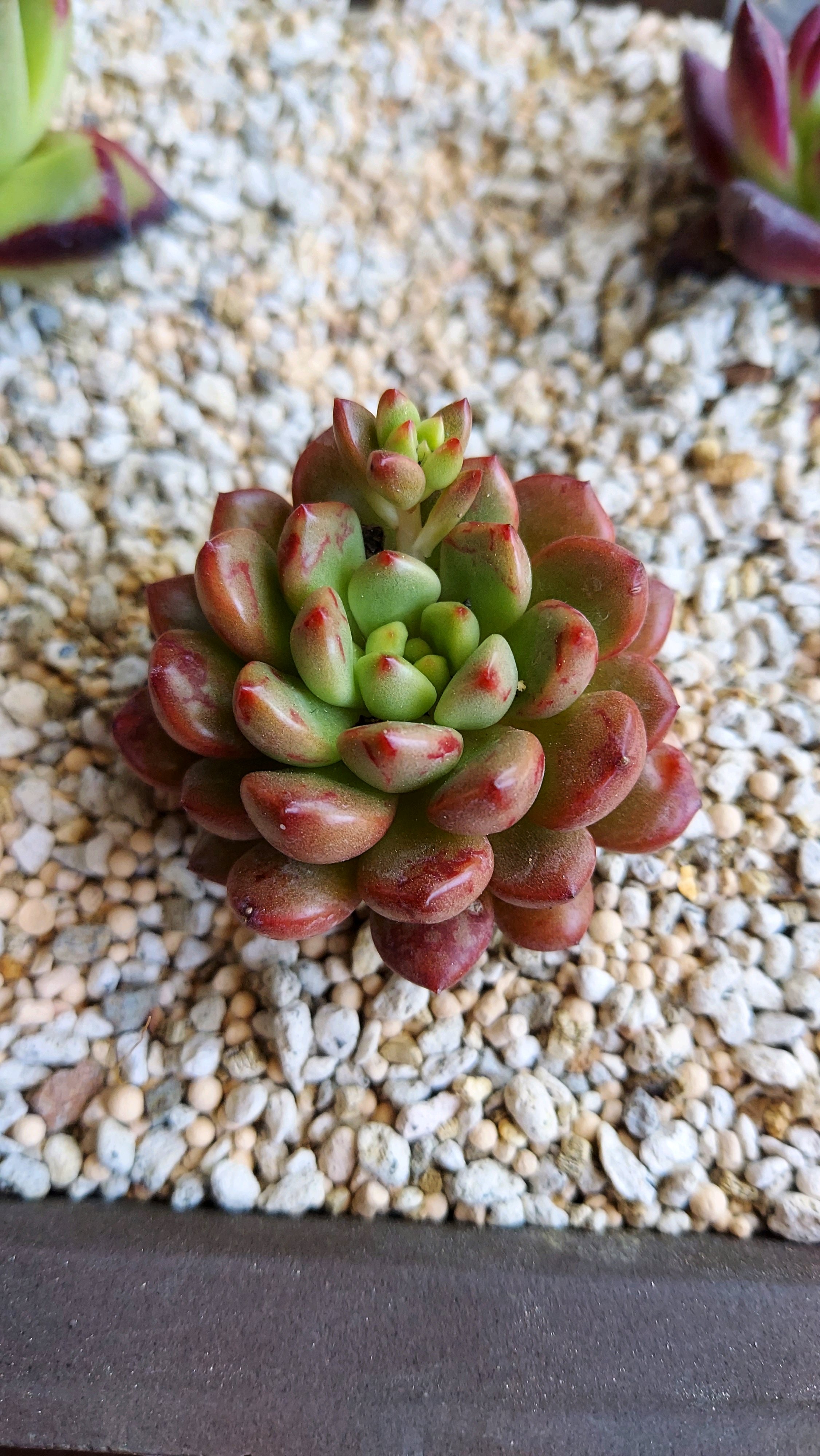 ご確認多肉 多肉植物 右往左往の記録｜🍀GreenSnap（グリーンスナップ）