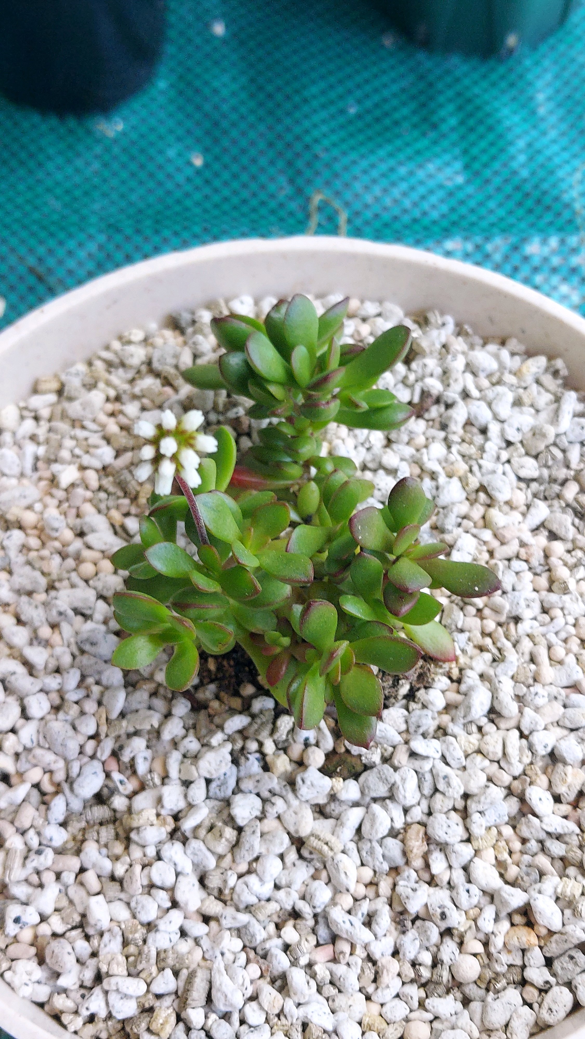 多肉植物 右往左往の記録｜🍀GreenSnap（グリーンスナップ）