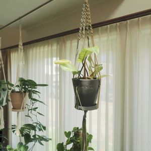 フィロデンドロン,観葉植物,プラントハンガー,マクラメ編み,フィロデンドロン・スノードリフトの画像