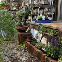 ペチュニア,セイヨウオダマキ,寄せ植え,花壇,サビサビの画像